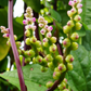 Malabar Spinach (Basella alba)
