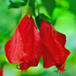 Turk's Cap (Malvaviscus arboreus)