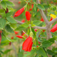 Turk's Cap (Malvaviscus arboreus)
