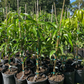 XL Mango Tree Bundle: 'Mallika' + 'Nam Doc Mai'
