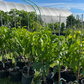 XL Mango Tree Bundle: 'Mallika' + 'Nam Doc Mai'