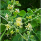 Manila Tamarind, Camachile (Pithecellobium dulce)