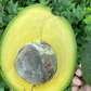 Avocado 'Marcus Pumpkin' (Persia americana)