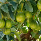 Avocado 'Marcus Pumpkin' (Persia americana)