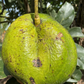Avocado 'Marcus Pumpkin' (Persia americana)