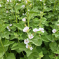 Marshmallow (Althaea officinalis)