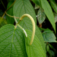 Matico (Piper aduncum)