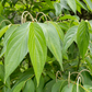 Matico (Piper aduncum)