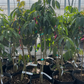 Lychee 'Mauritius' (Litchi chinensis)