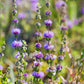 Pennyroyal (Mentha pulegium)