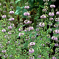 Pennyroyal (Mentha pulegium)