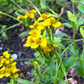 Mexican Tarragon (Tagetes lucida)