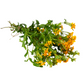 Mexican Tarragon (Tagetes lucida)