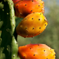 Prickly Pear (Opuntia ficus-indica)