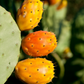 Prickly Pear (Opuntia ficus-indica)