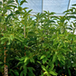 Avocado 'Mexicola' (Persea americana)
