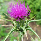 Milk Thistle (Silybum marianum)