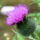 Milk Thistle (Silybum marianum)