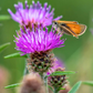 Milk Thistle (Silybum marianum)