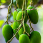 Mango 'Miracle' aka 'Choc-anon' (Mangifera indica)