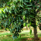 Mango 'Miracle' aka 'Choc-anon' (Mangifera indica)