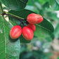 Miracle Fruit (Synsepalum dulcificum)
