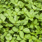 Molokhia Egyptian Spinach (Corchorus olitorius)