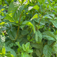 Moroccan Mint (Mentha spicata)