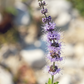 Moroccan Mint (Mentha spicata)