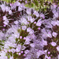 Moroccan Mint (Mentha spicata)