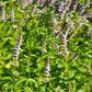 Moroccan Mint (Mentha spicata)