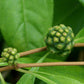 Mouse’s Pineapple (Morinda royoc)