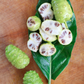 Noni (Morinda citrifolia)