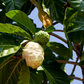 Noni (Morinda citrifolia)