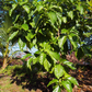 Noni (Morinda citrifolia)