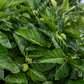Noni (Morinda citrifolia)