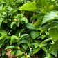 Noni (Morinda citrifolia)