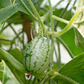Mouse Melon (Melothria scabra)