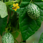 Mouse Melon (Melothria scabra)