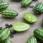 Mouse Melon (Melothria scabra)