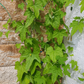 Mouse Melon (Melothria scabra)