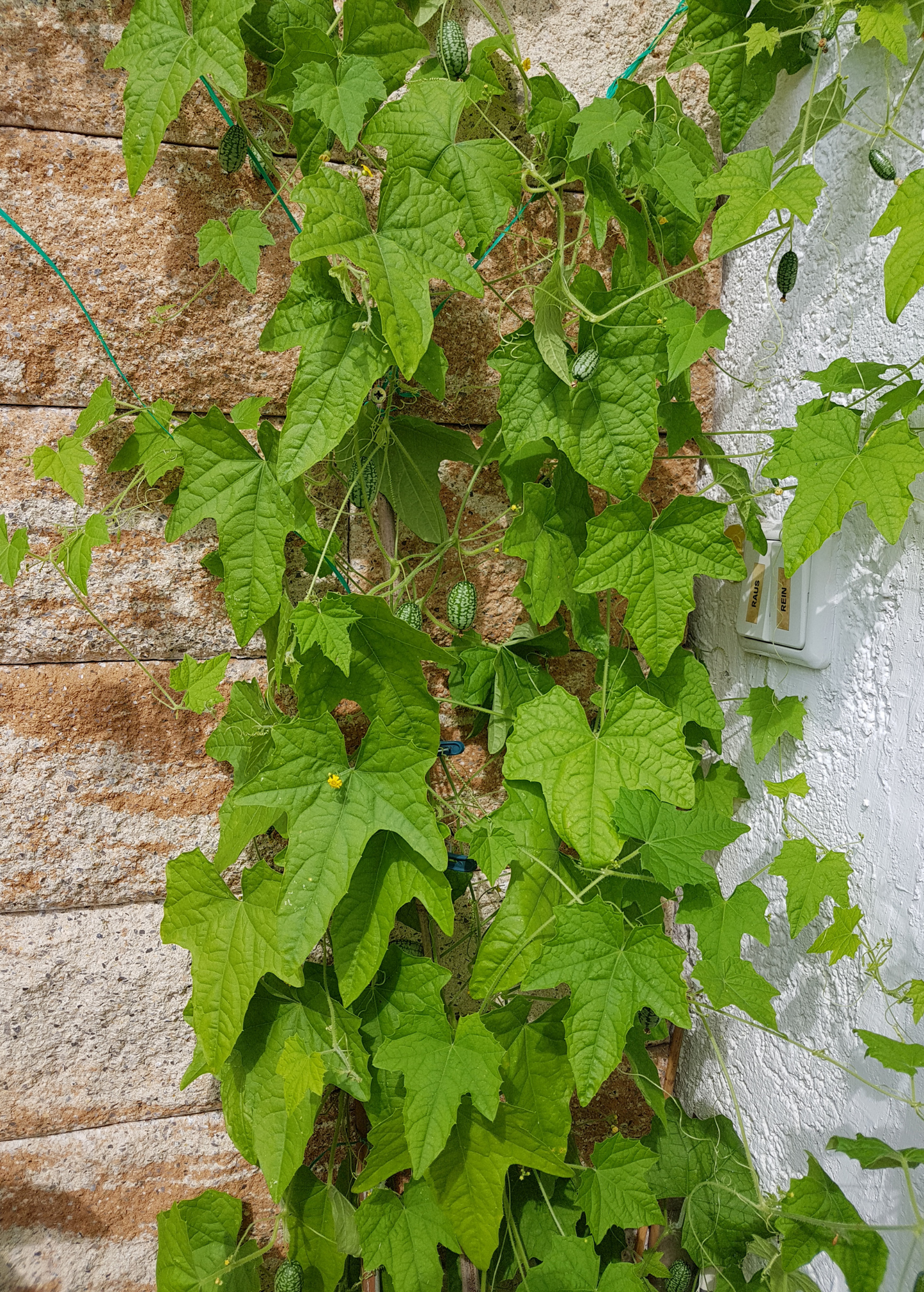 Mouse Melon (Melothria scabra)