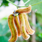 Velvet Bean (Mucuna pruriens)