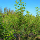 Mulberry 'Shangri La' (Morus alba x rubra)