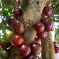 Jaboticaba, Red (Myrciaria Plinia cauliflora x aureana)