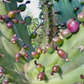 Blueberry Cactus (Myrtillocactus geometrizans)