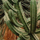 Blueberry Cactus (Myrtillocactus geometrizans)
