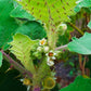 Lulo, Naranjilla (Solanum quitoense)