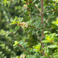 Moujean Tea, Bahama Berry (Nashia inaguensis)