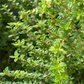 Moujean Tea, Bahama Berry (Nashia inaguensis)